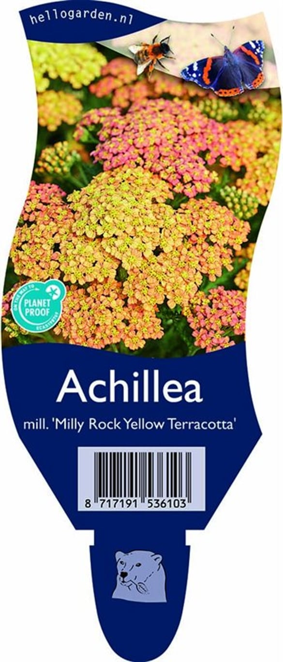 Achillea m. 'Milly Rock Yellow Terracotta' - P11